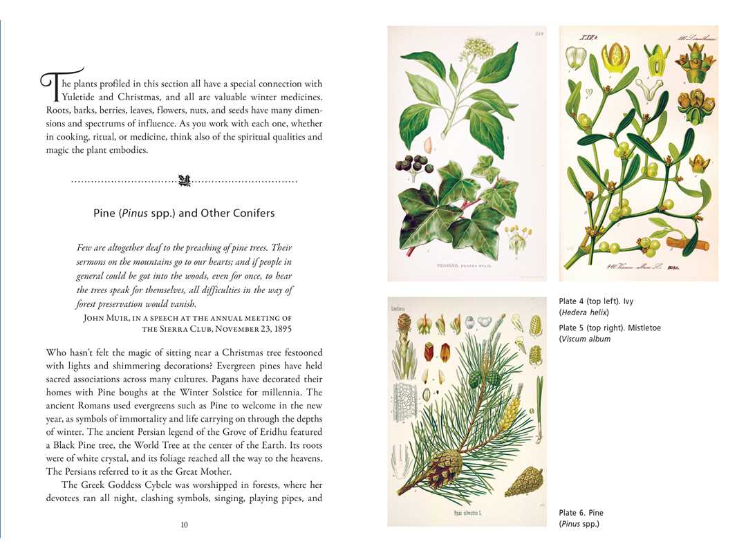 Sacred Herbs of Yule and Christmas by Ellen Evert Hopman: Paperback; 344 pages / English