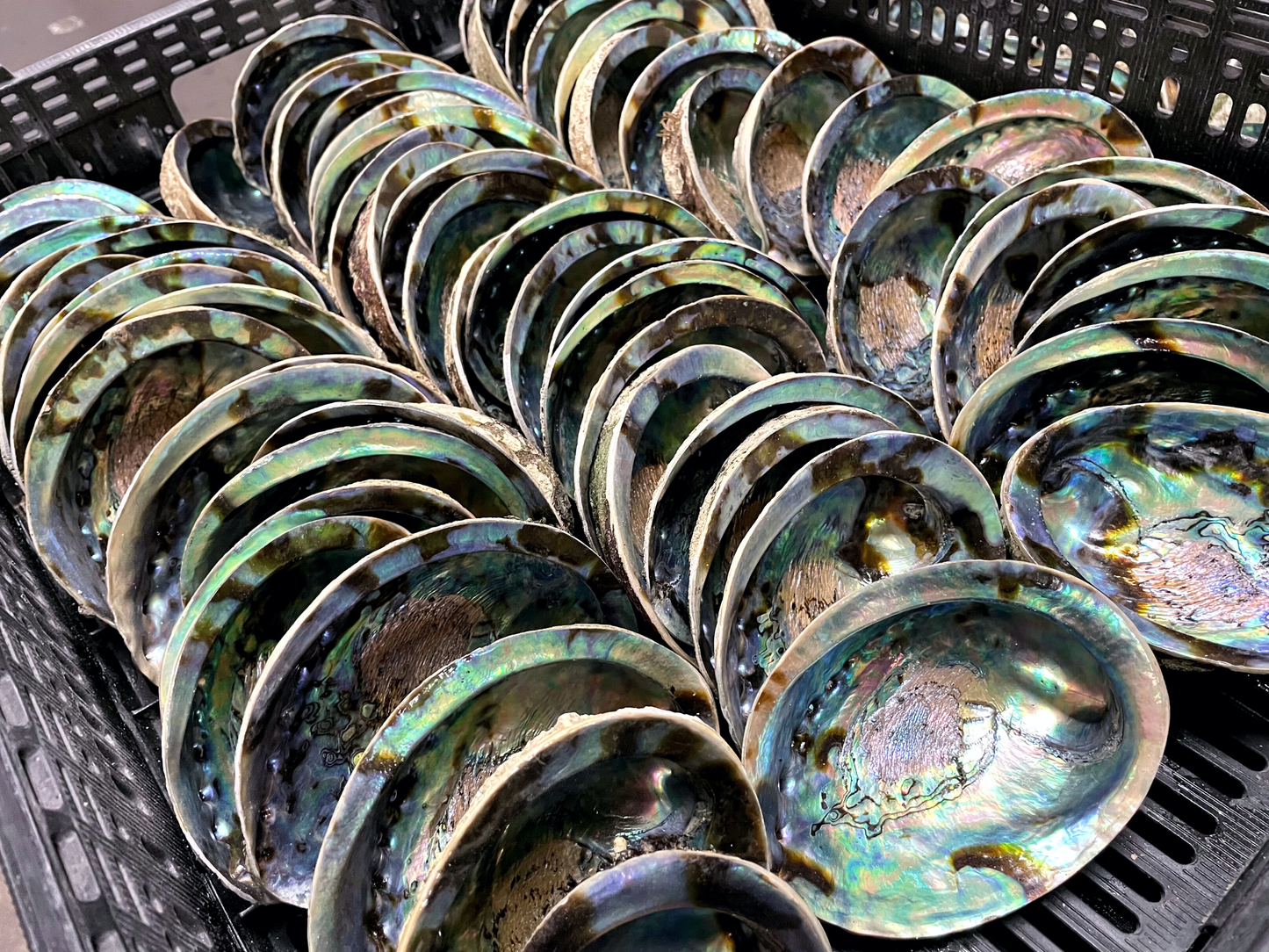 Abalone Shells