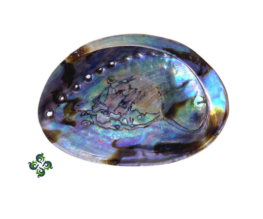 Abalone Shells